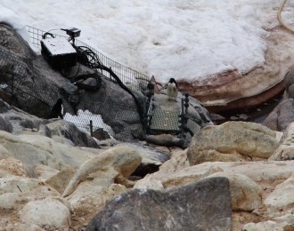 Manchot sur passerelle de pesée
